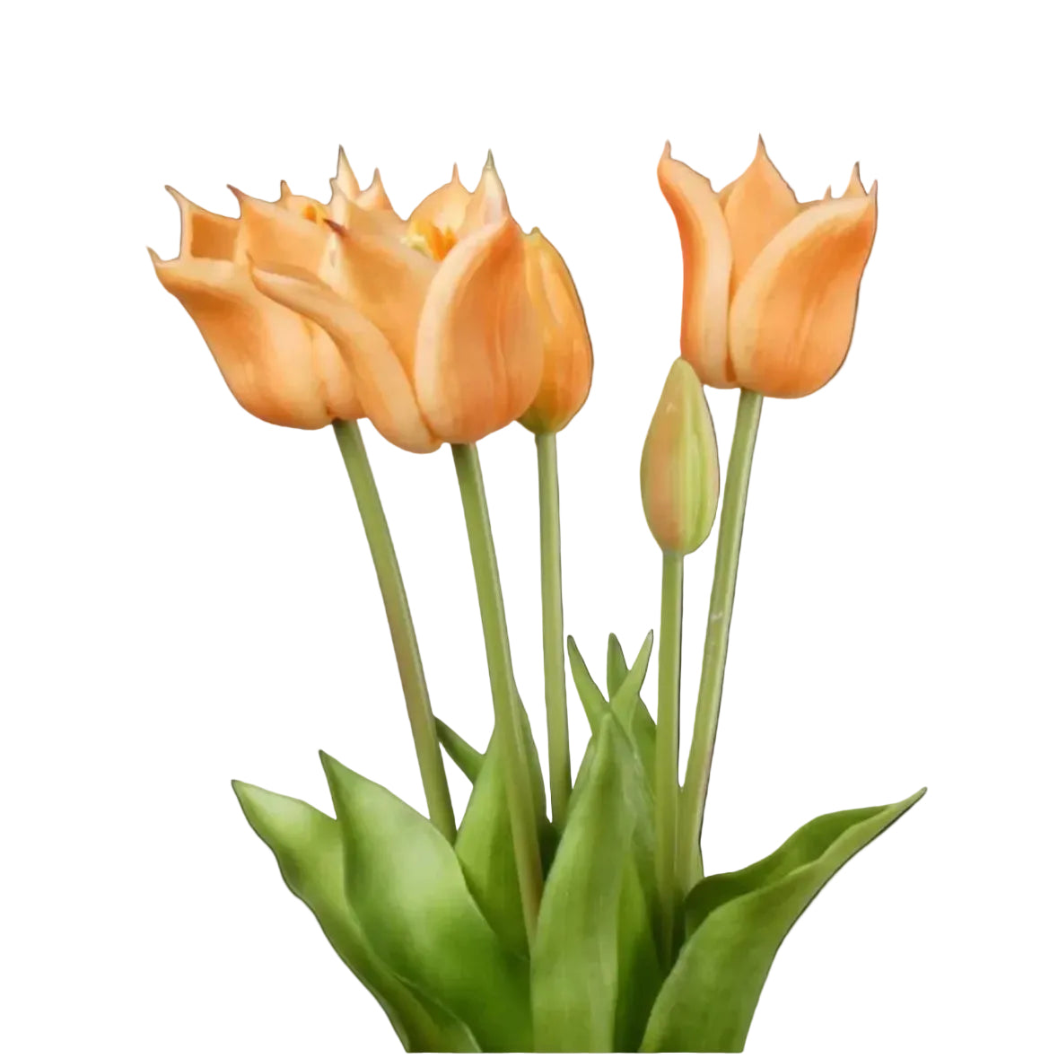 Papegaaitulpen Oranje – 5 Stuks | Speels & Elegant Tulpenboeket