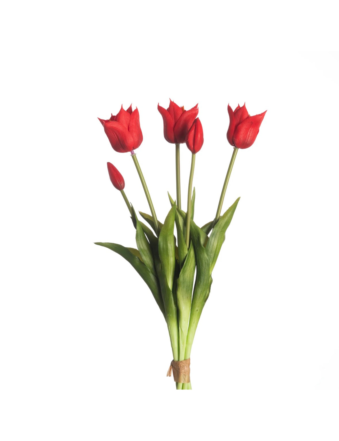 Tulp rood