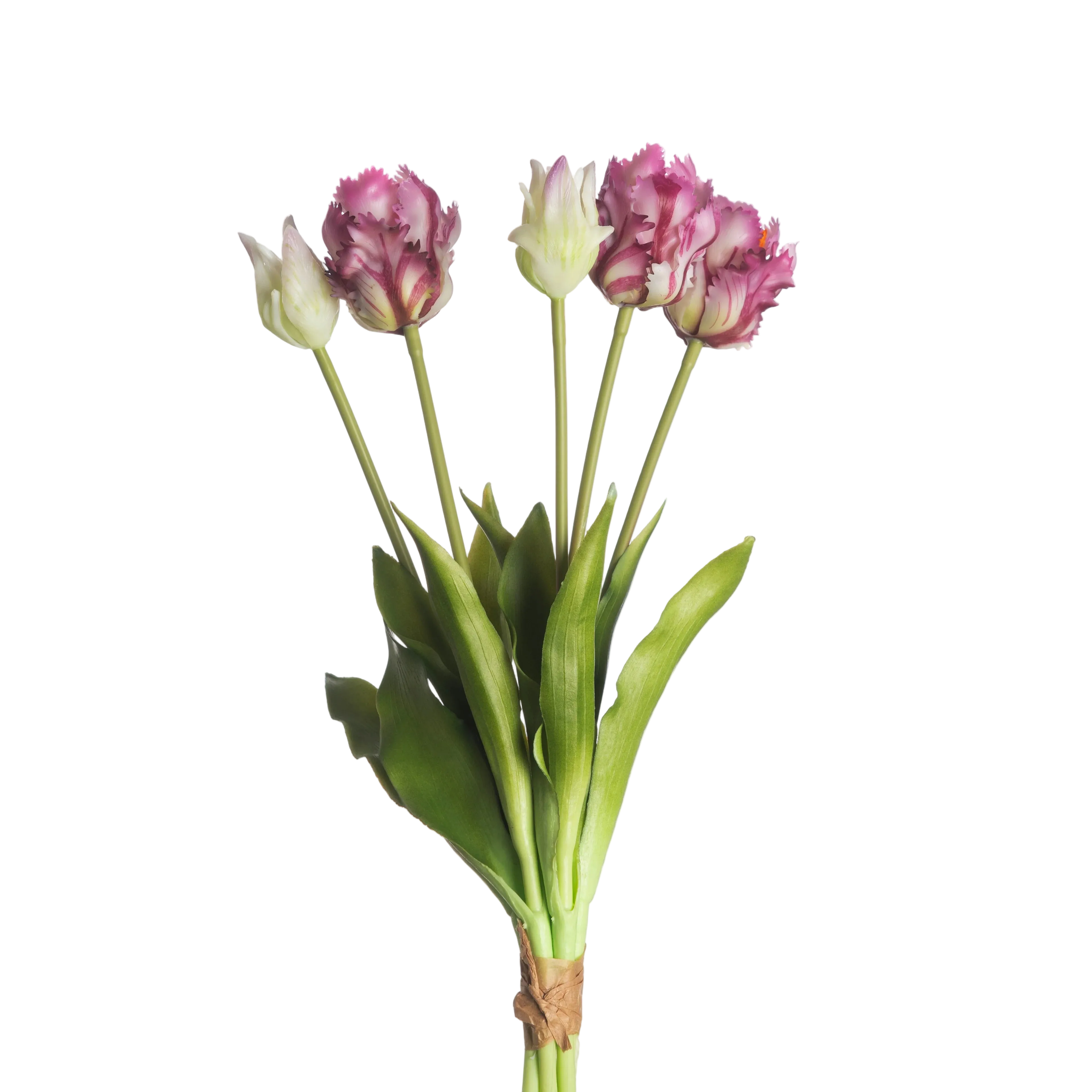 Papegaaitulpen Paars-Wit – 5 Stuks | Elegante Luxe Tulpen