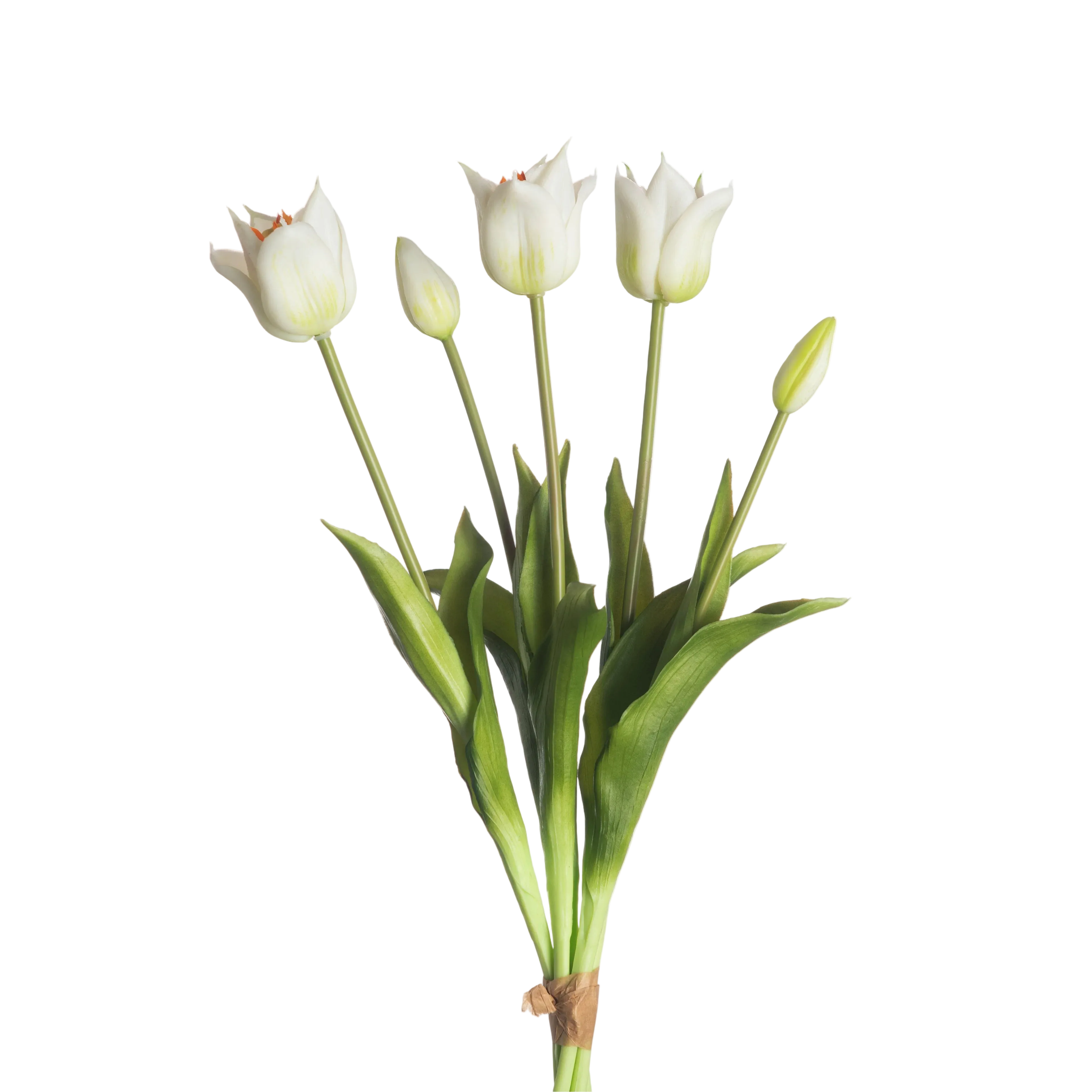 Papegaaitulpen Wit – 5 Stuks | Speels & Elegant Tulpenboeket